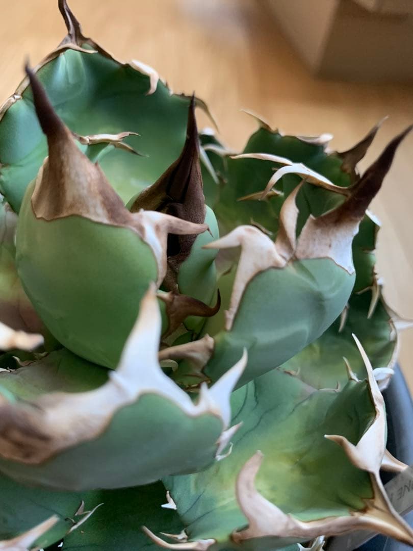 イラン株　angryheart