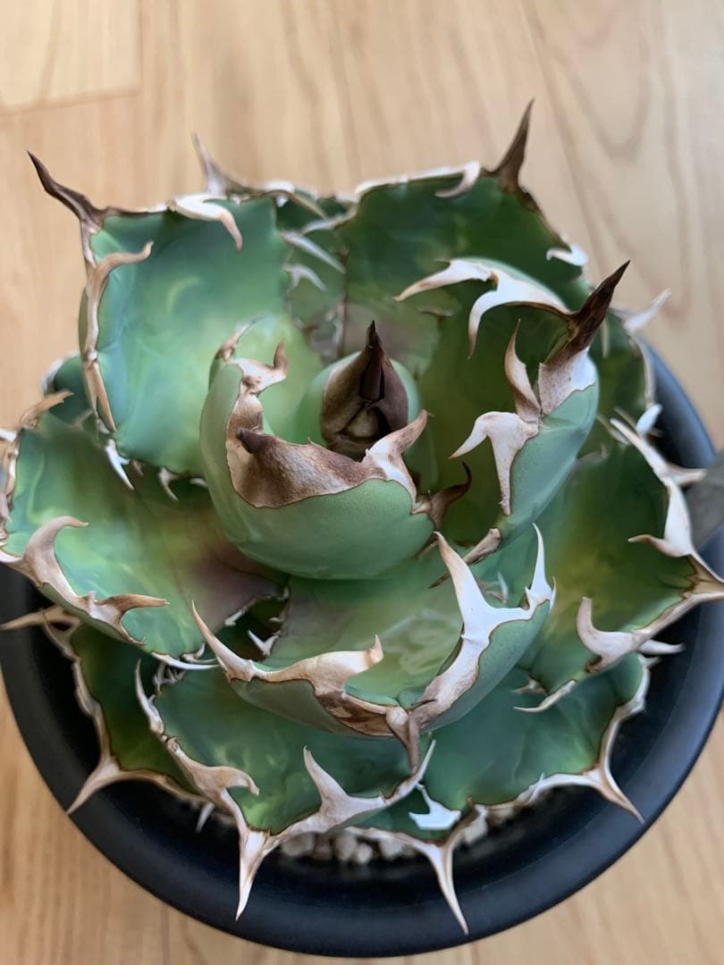 イラン株　angryheart