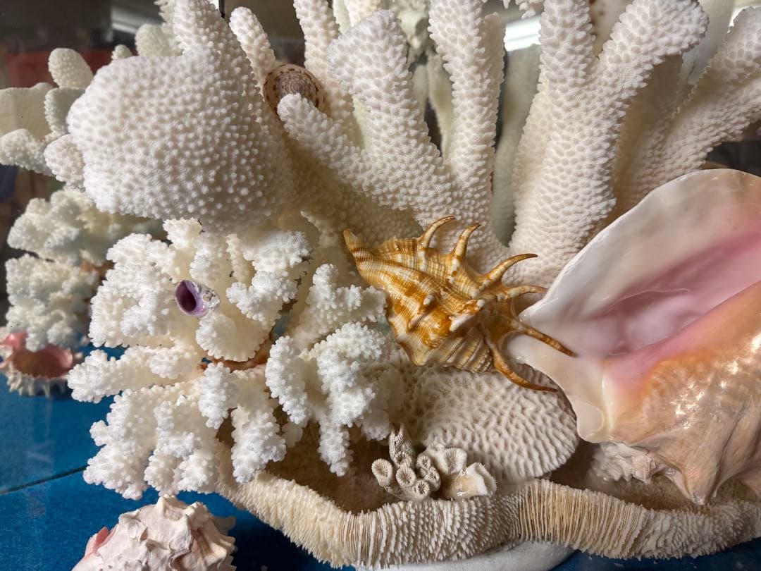 珊瑚　置物　大型　オブジェ　アンティーク　最終価格