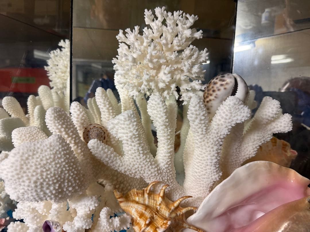 珊瑚　置物　大型　オブジェ　アンティーク　最終価格