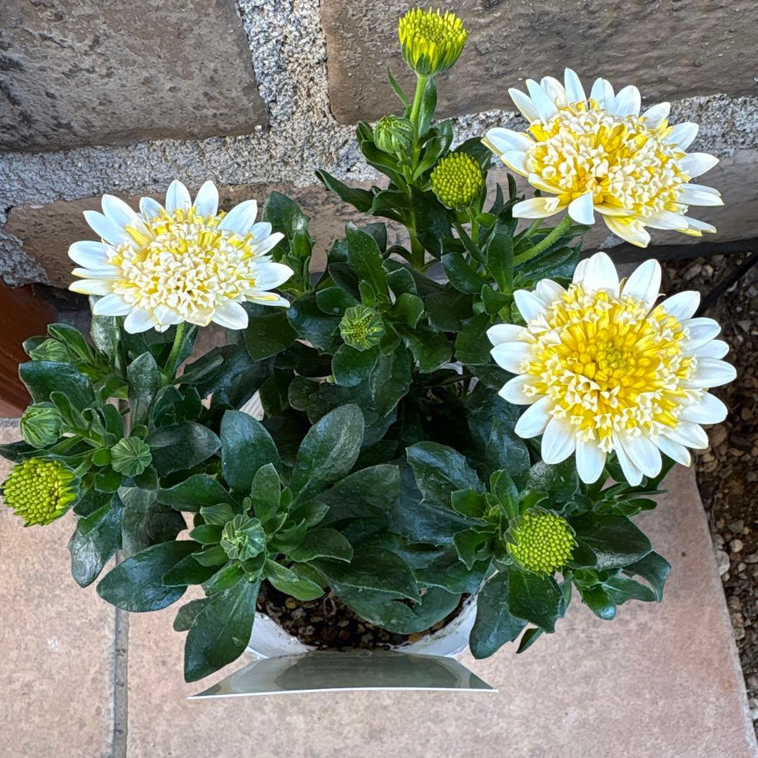 オステオスペルマム・バナナタルト