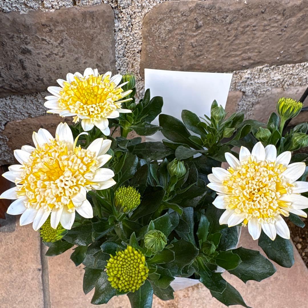 オステオスペルマム・バナナタルト