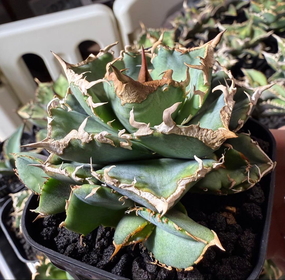 アガベ チタノタ cj9 子株① 発根済み 清櫻 清桜 - メルカリ