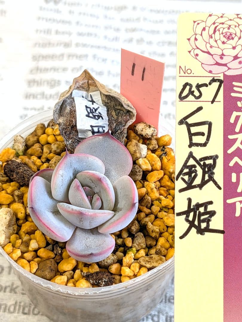 おらいさん ミックスベリア 白銀姫 葉挿し 多肉植物 - メルカリ