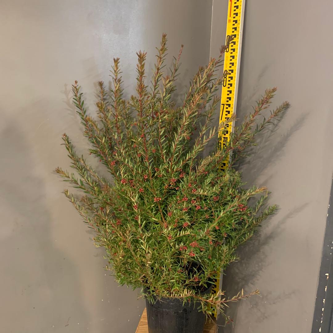 蕾付き グレビレア ジョンエバンス 7号 - メルカリ