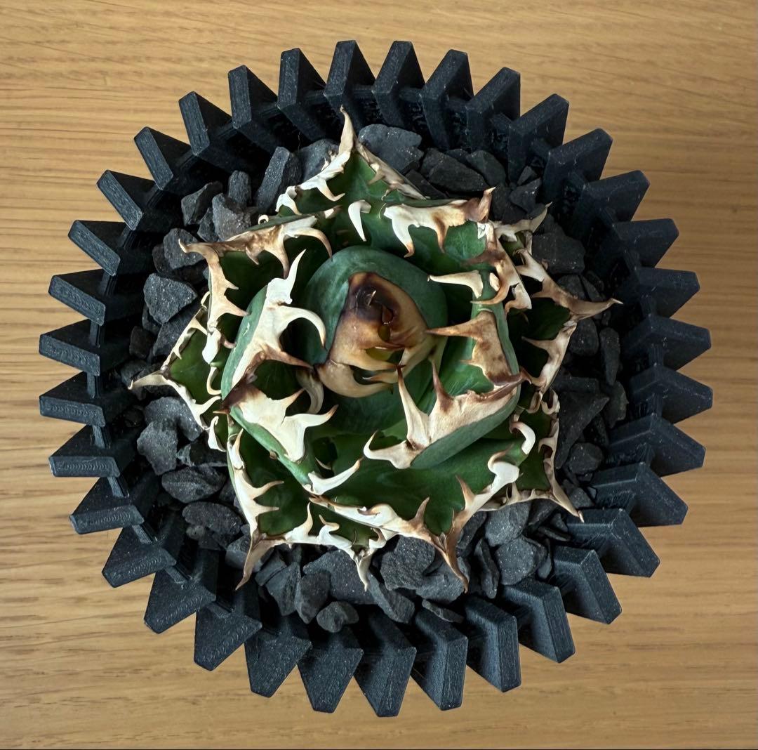 【鉢ごと発送】アガベ チタノタ レッドキャットウィーズル【ゴリ猫・丸型・超低重心