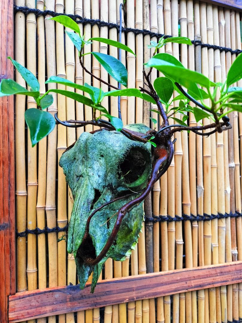 ゴートスカル盆栽