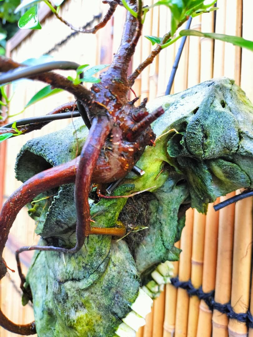 ゴートスカル盆栽