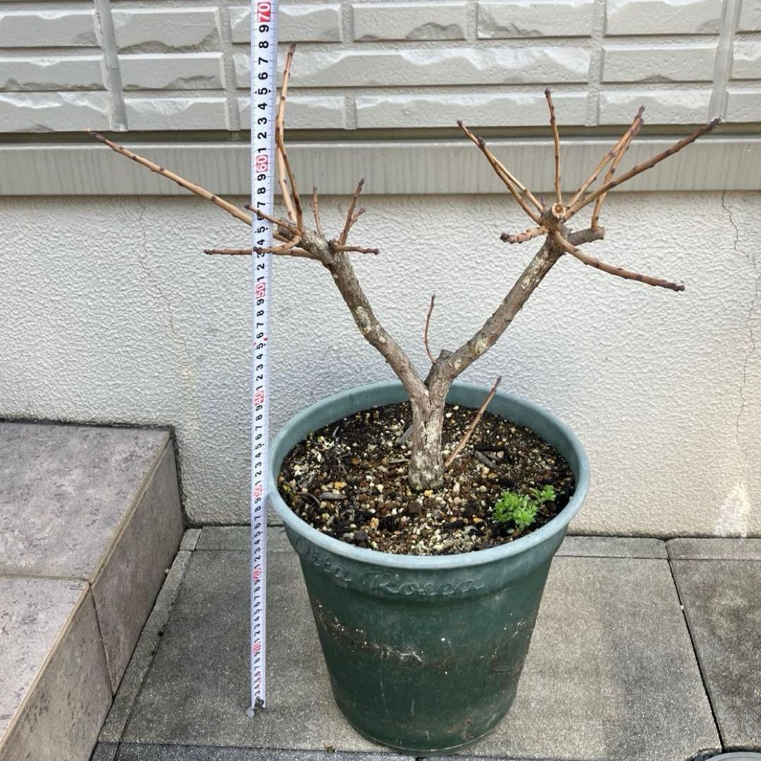 3年以上の充実株♪ スモークツリー ピンクパール 雌木 10号鉢 ラベル