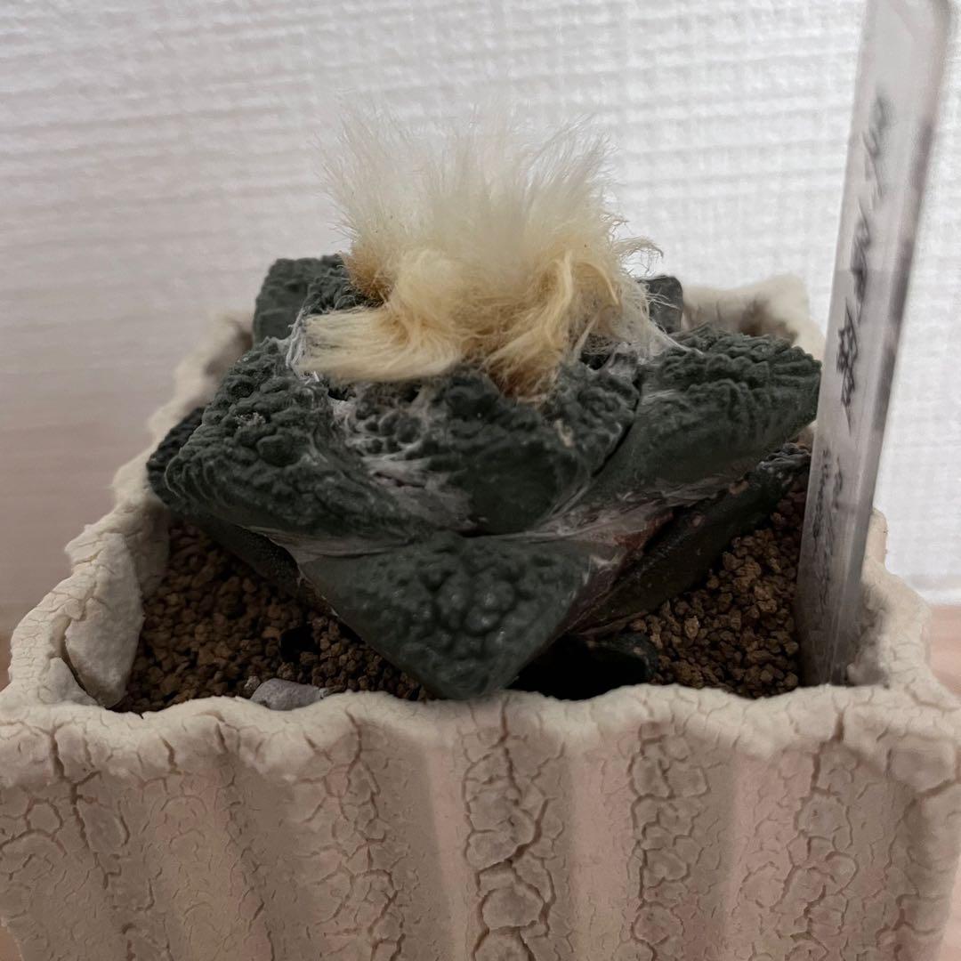 アリオカルプス ゴジラ 実生 自根 7cm シマムラ園芸 亀甲牡丹 礎礎