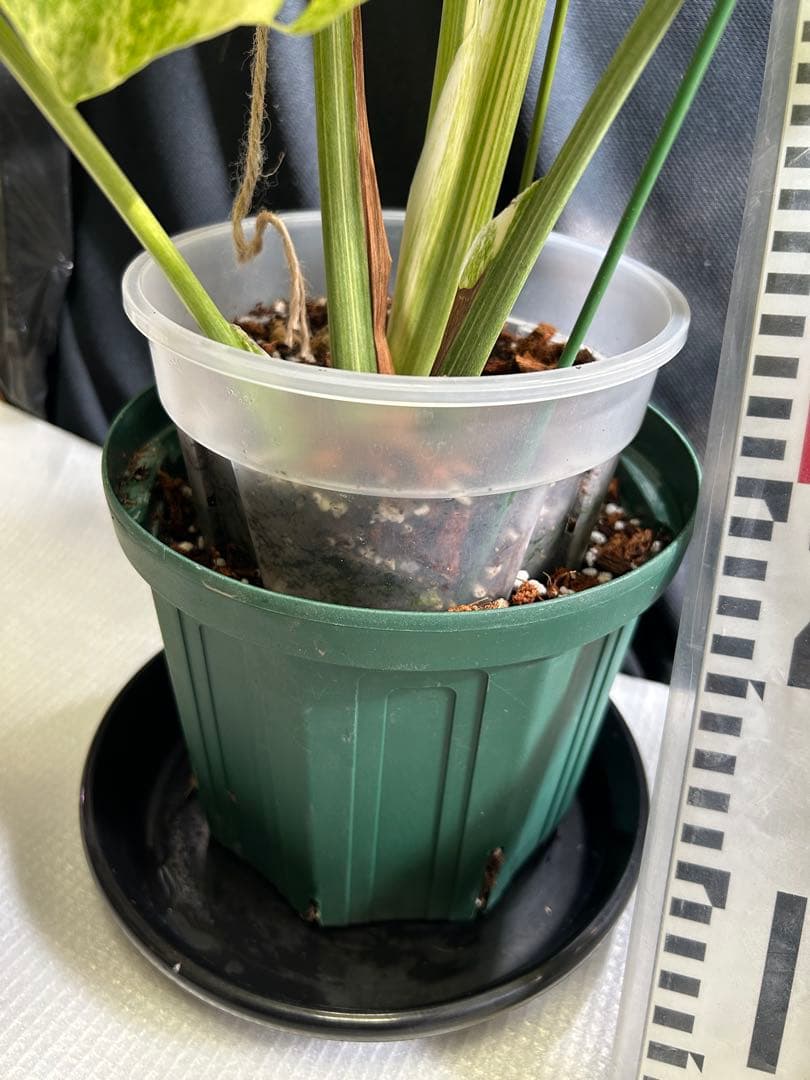 美希少斑入りモンステラデリシオーサ　グリーンスノー鉢植え発送‼️