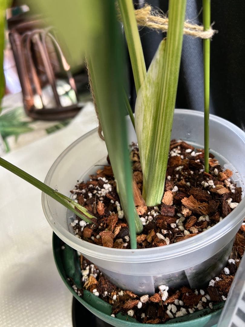 美希少斑入りモンステラデリシオーサ　グリーンスノー鉢植え発送‼️