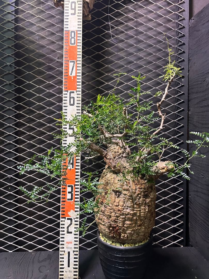 オペスクルカリア　パキプス