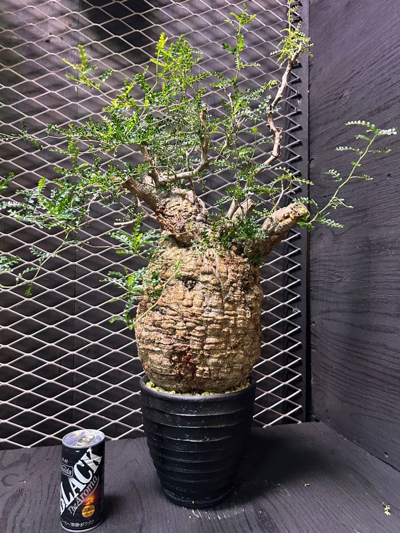 オペスクルカリア　パキプス