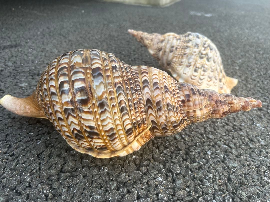 美品　法螺貝　直接 36.2cm 蓋付