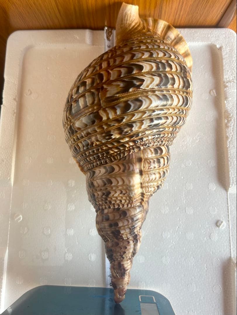 美品　法螺貝　直接 36.2cm 蓋付