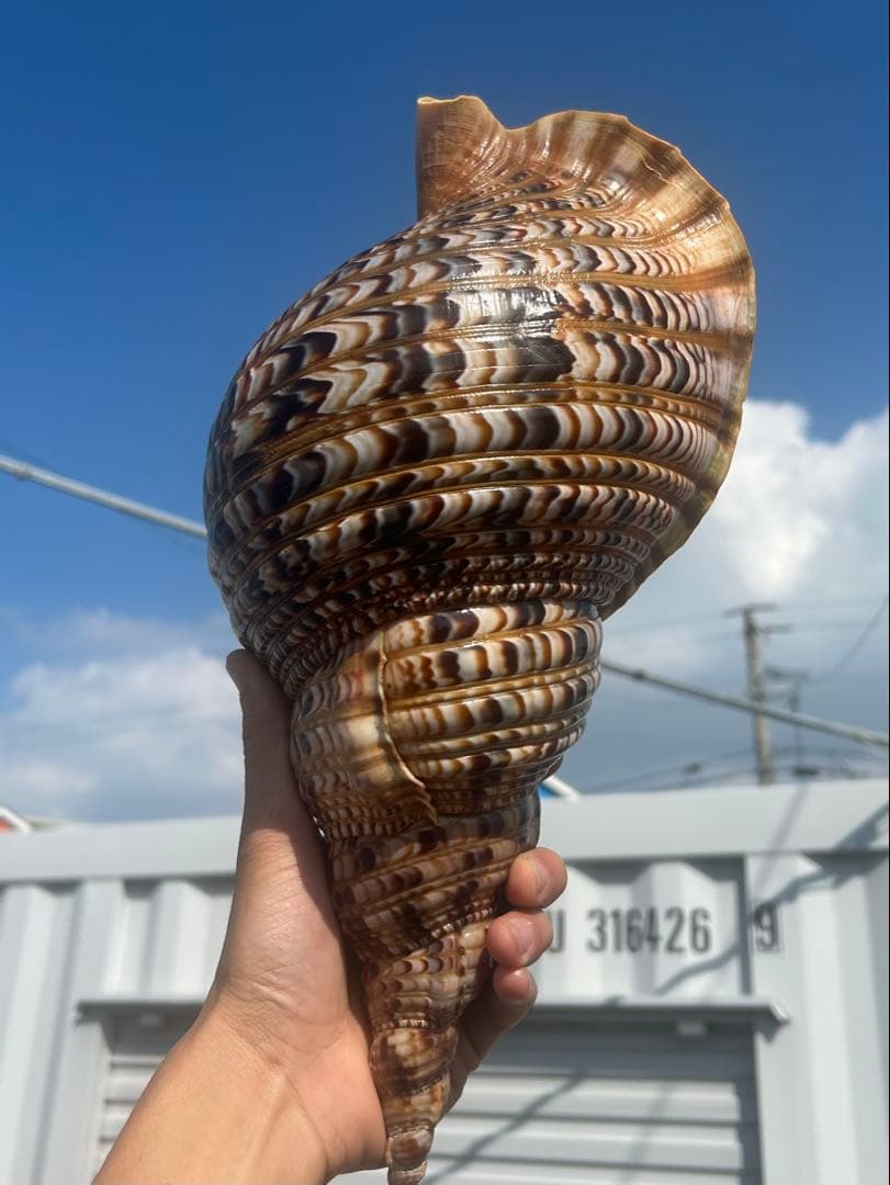 美品　法螺貝　直接 36.2cm 蓋付