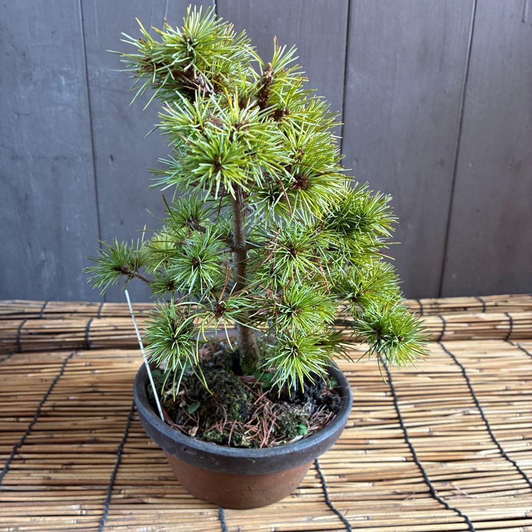 ☆盆栽☆ 赤石五葉松【Y-31】9年物 ☆愛媛県より発送☆ - メルカリ