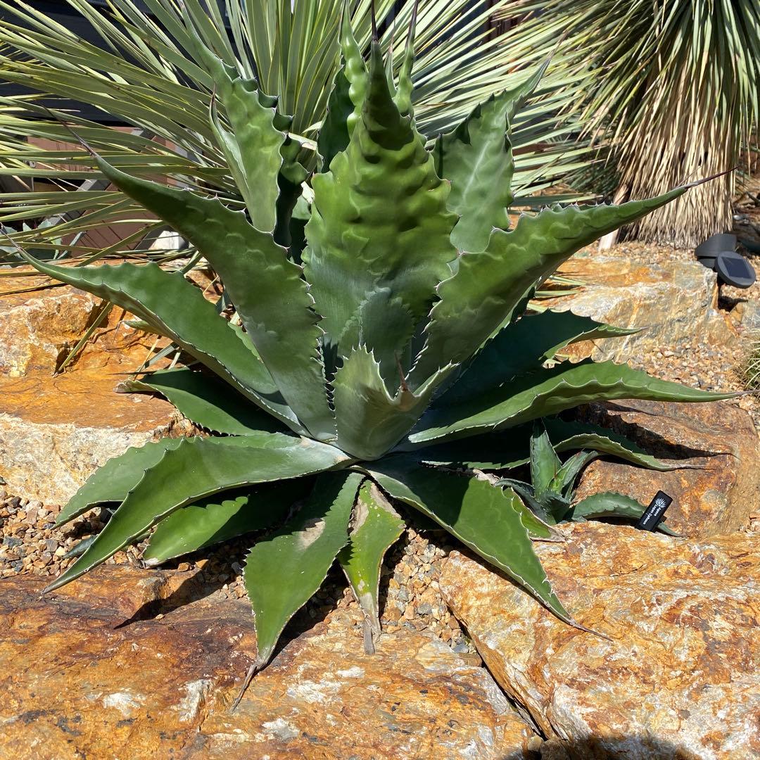 アガベ ローガンカルホーン 20センチ美株カキコ！ - メルカリ