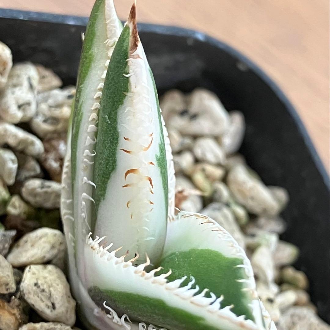 うし　【匿名配送】活着　特大　アガべ　チタノタ　豆豆龍錦　覆輪斑　TC