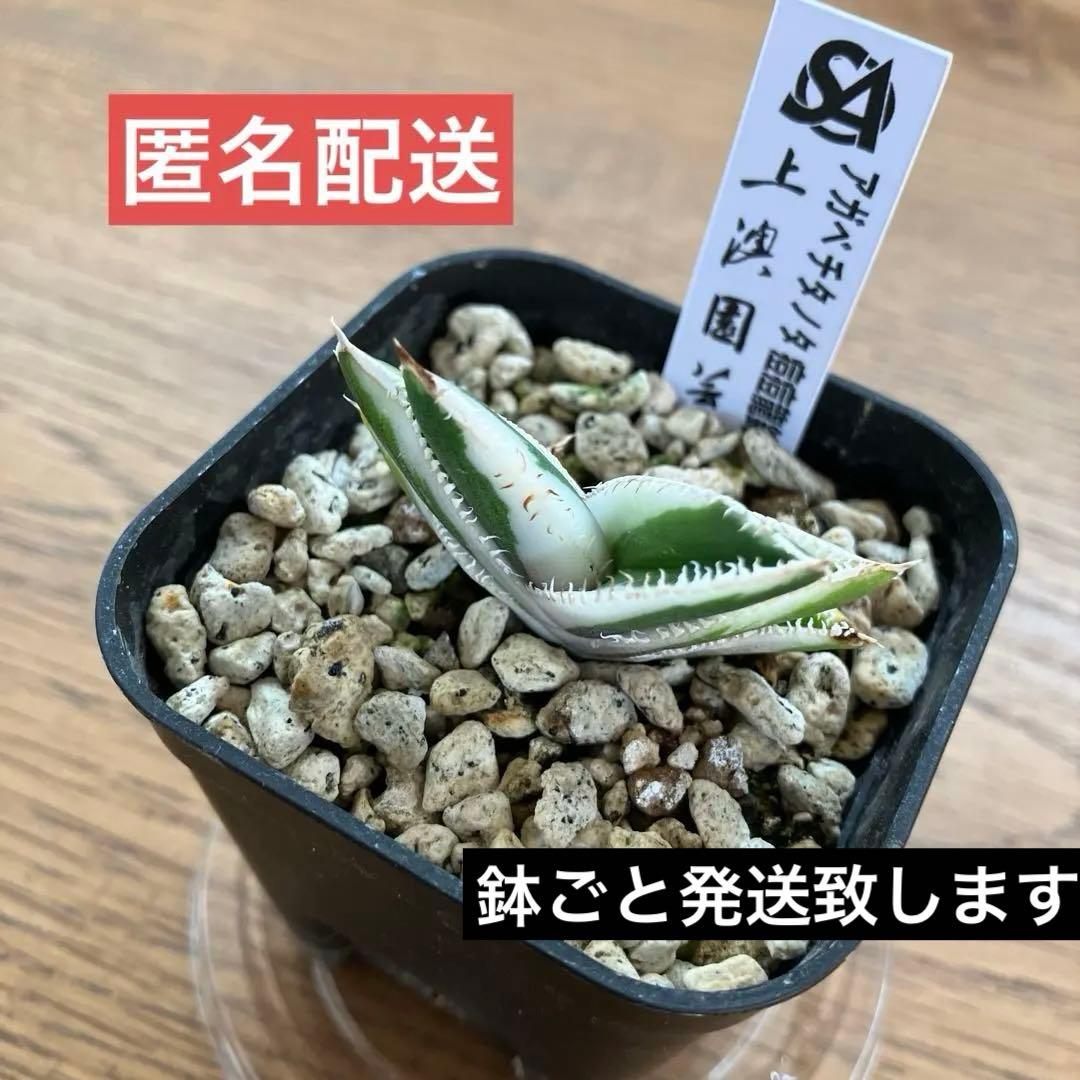 うし　【匿名配送】活着　特大　アガべ　チタノタ　豆豆龍錦　覆輪斑　TC