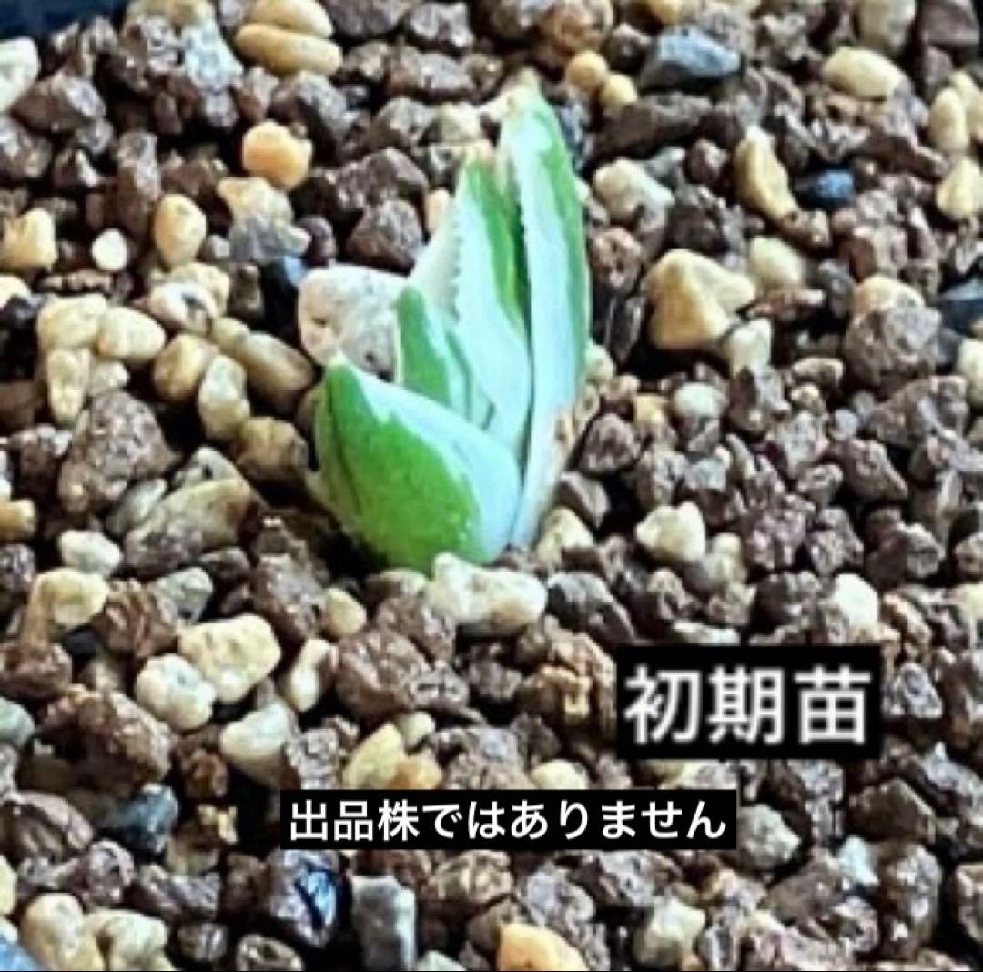 うし　【匿名配送】活着　特大　アガべ　チタノタ　豆豆龍錦　覆輪斑　TC