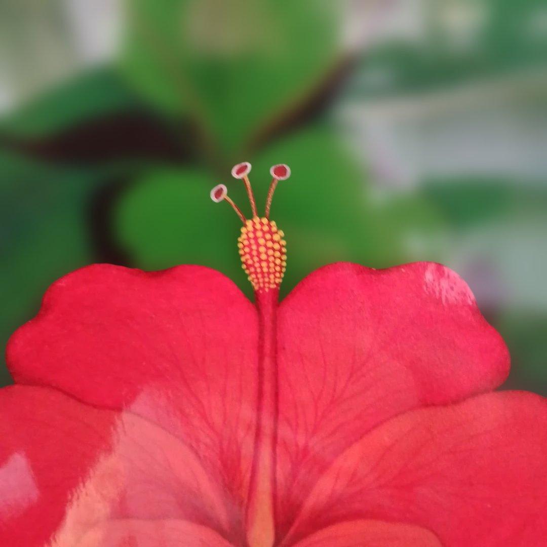 バリ 絵画 ウブド helen プンゴセカン 花鳥風月 鳥 ハイビスカス