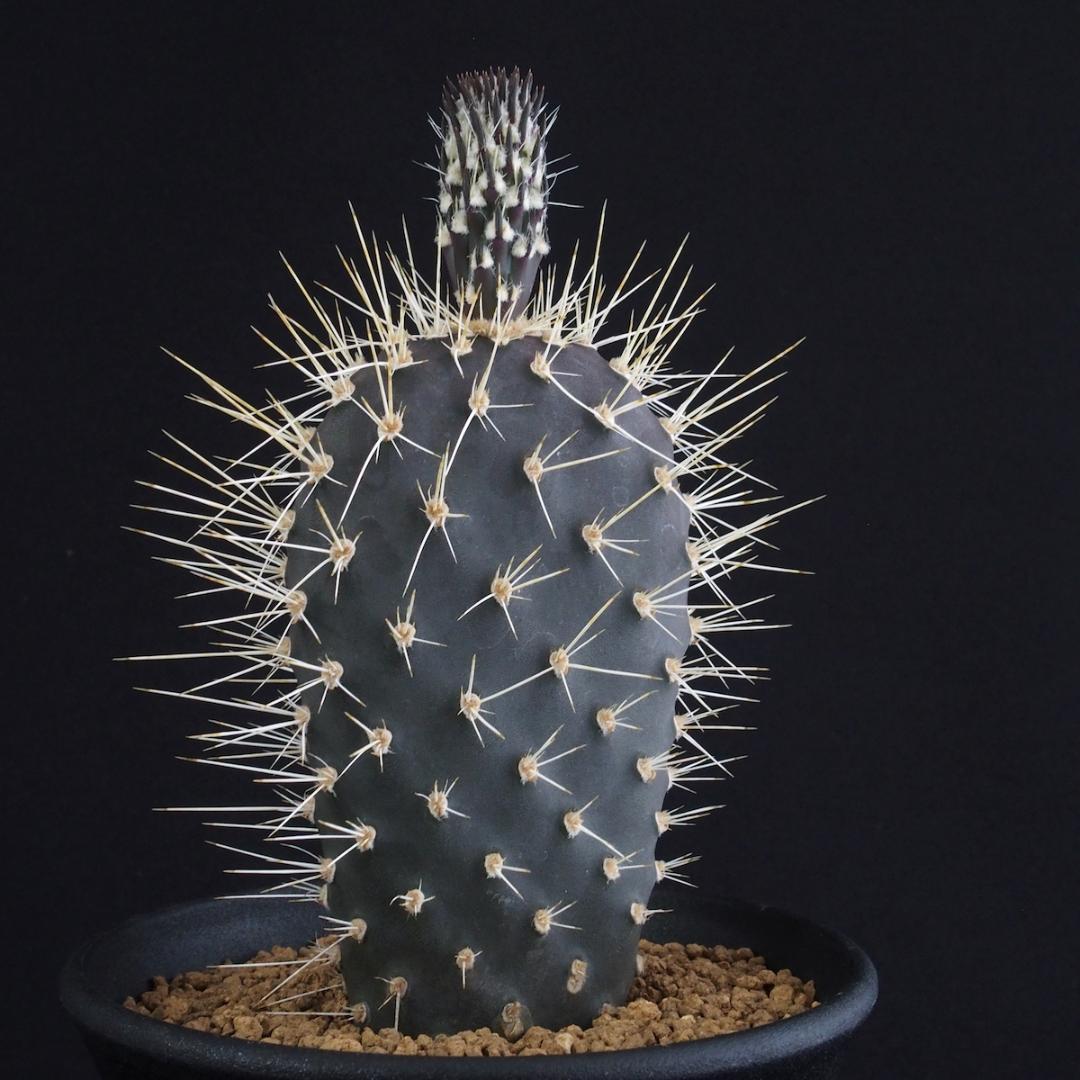 ガラパゴス団扇 黒肌白刺（新茎節つき）｜サボテン - メルカリ