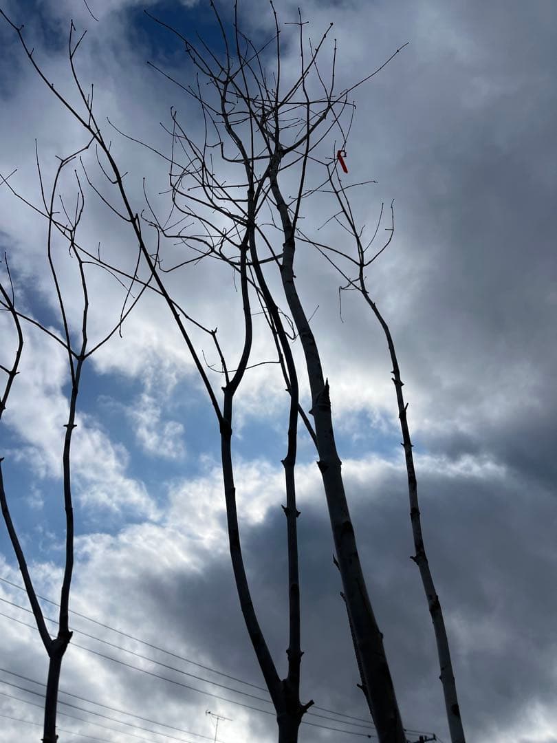 天然樹形 アオダモ- 白斑点模様の美しい4本立ち - メルカリ