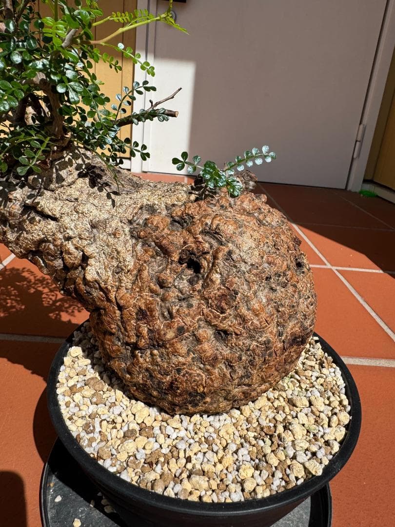 J*I様 【超希少/値下】パキプス 現地球 発根済 塊根植物