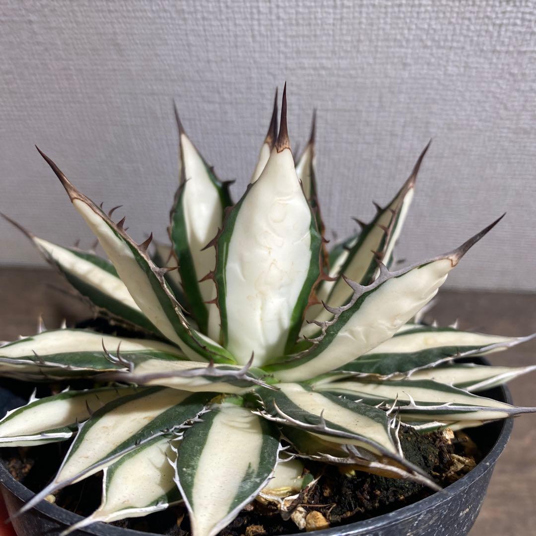 アガベ　ホリダ白中斑入　極上　初売り