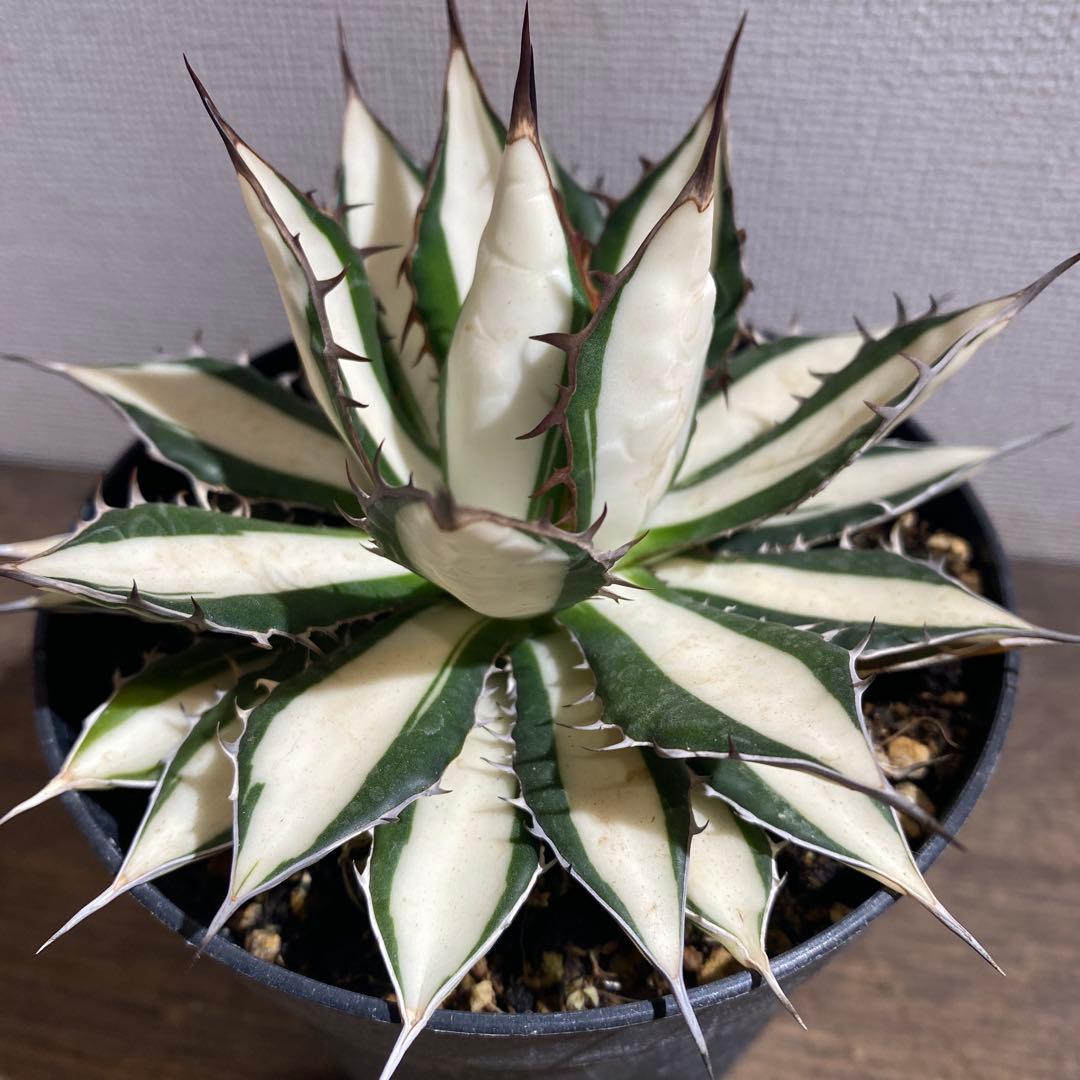 アガベ　ホリダ白中斑入　極上　初売り
