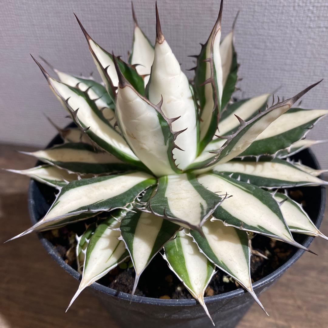 アガベ　ホリダ白中斑入　極上　初売り