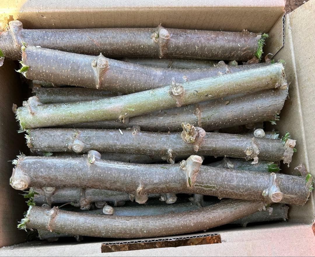 本日1000円引き限定1箱◇ゴールデン・キャッサバ☆挿し木枝☆60サイズ