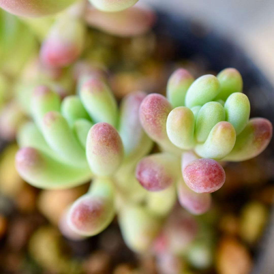 多肉植物【乙女心】セダム ポットごと or 抜き苗 6㎝ポット - メルカリ