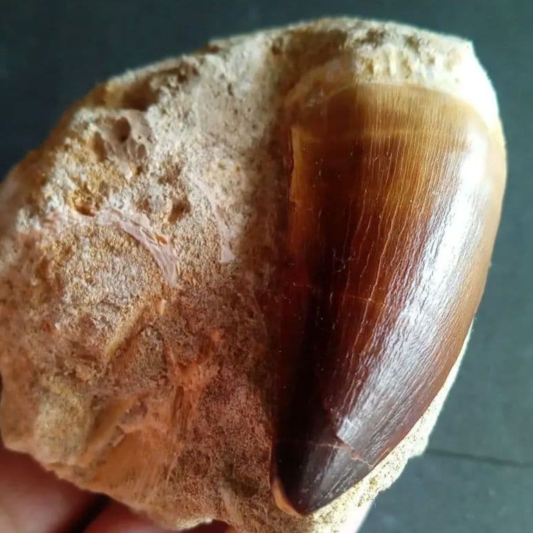 モササウルス 母岩付き標本 極美麗 歯56mm 特大 希少