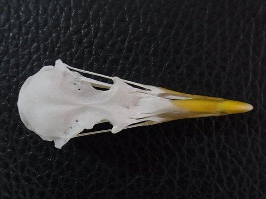 高品質！セグロカモメ　Herring gull　頭骨