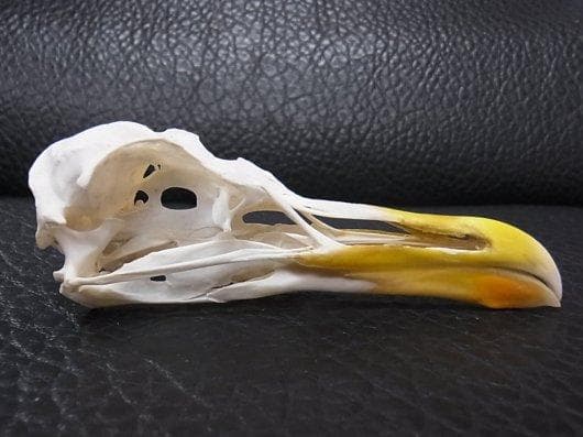 高品質！セグロカモメ　Herring gull　頭骨