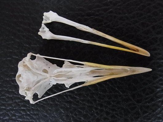 高品質！セグロカモメ　Herring gull　頭骨