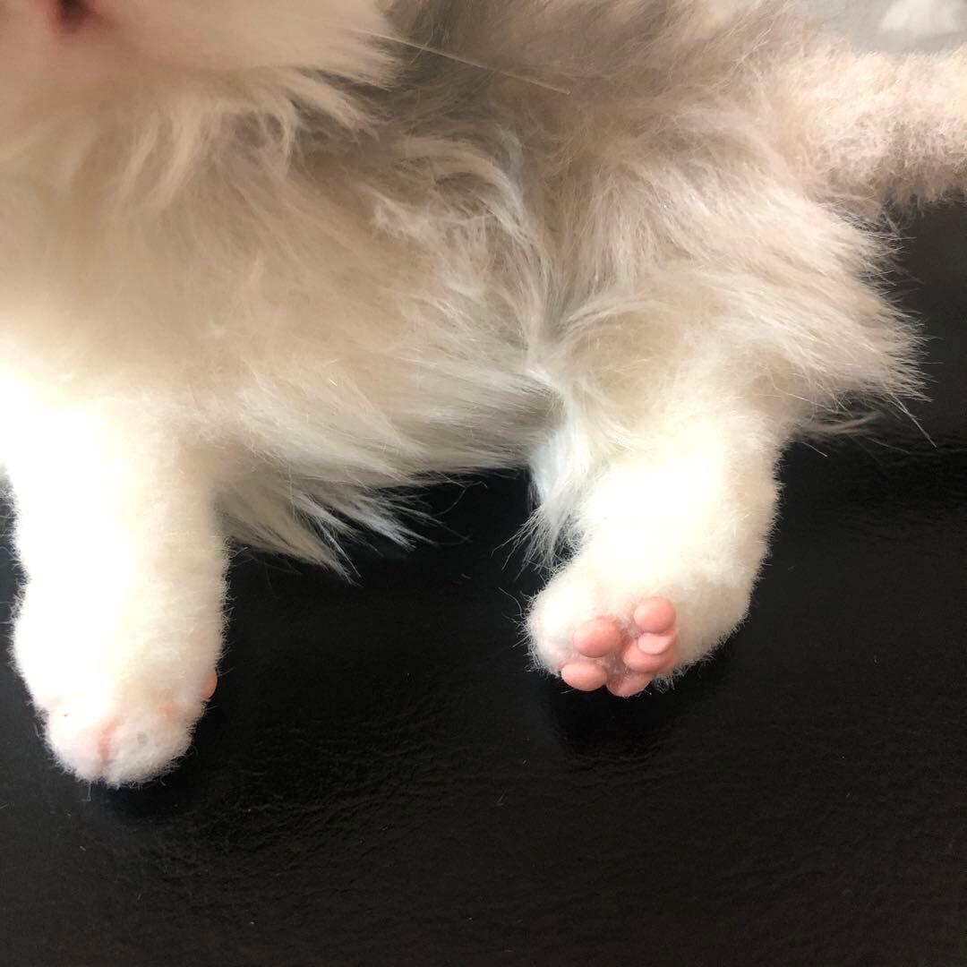 【新品未使用】作家様　子猫ちゃん♡アートドール