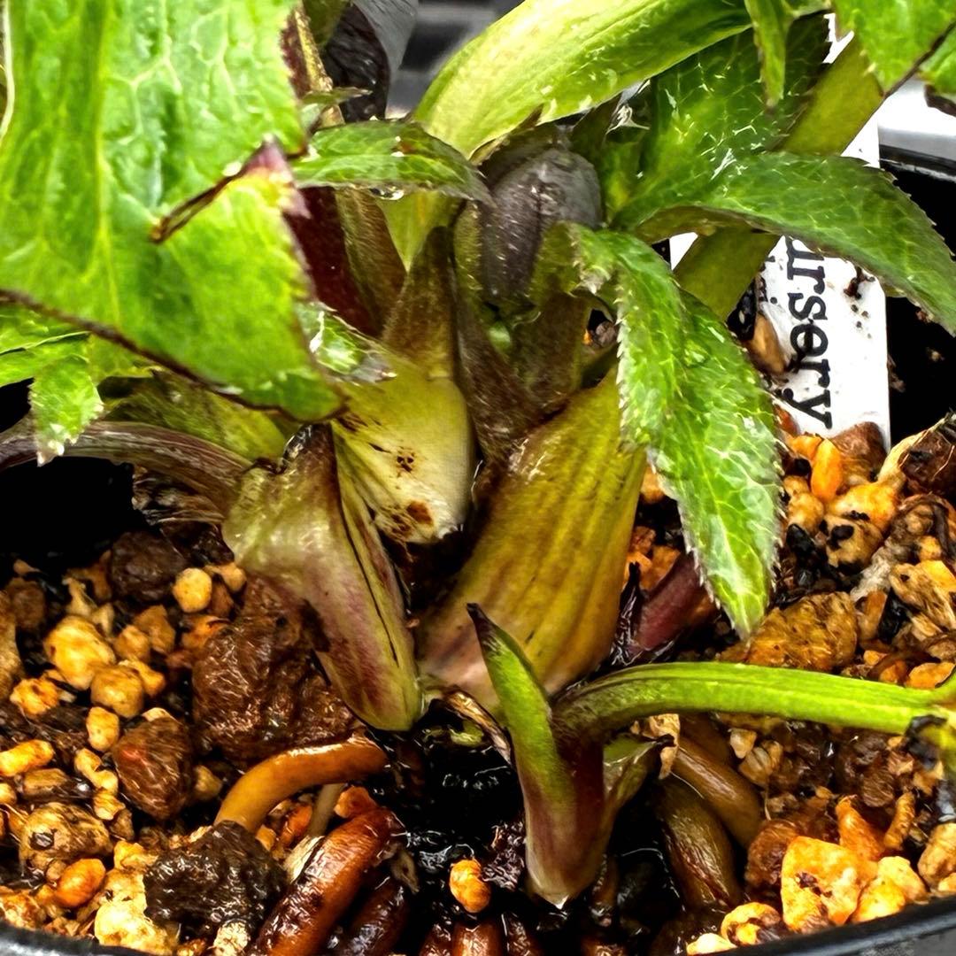 ラ*ク様 3444☘️花、タグ付☘️⭐️クロアチカスHyb⭐️超小輪〜小輪⭐️コ