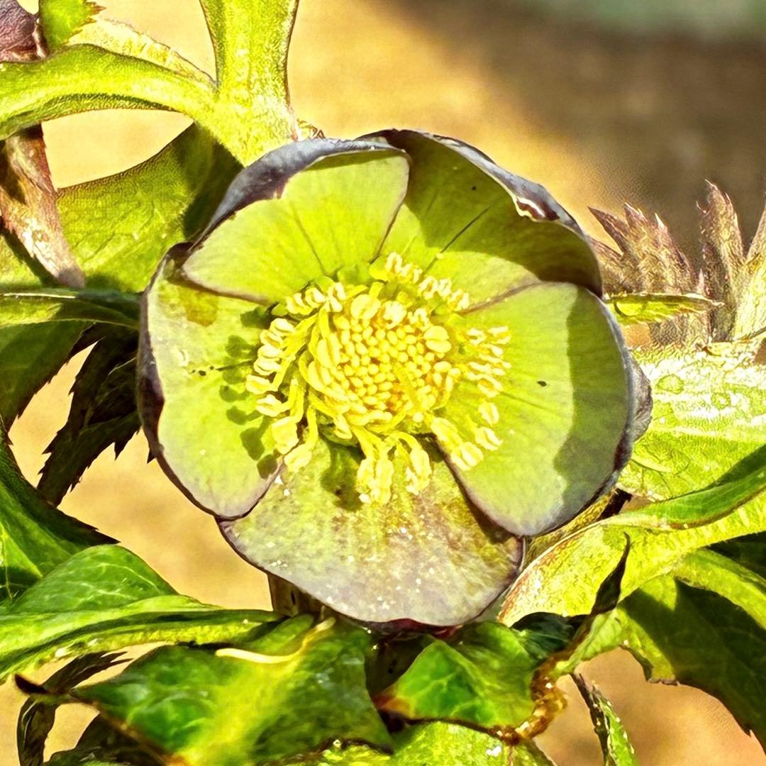 ラ*ク様 3444☘️花、タグ付☘️⭐️クロアチカスHyb⭐️超小輪〜小輪⭐️コ