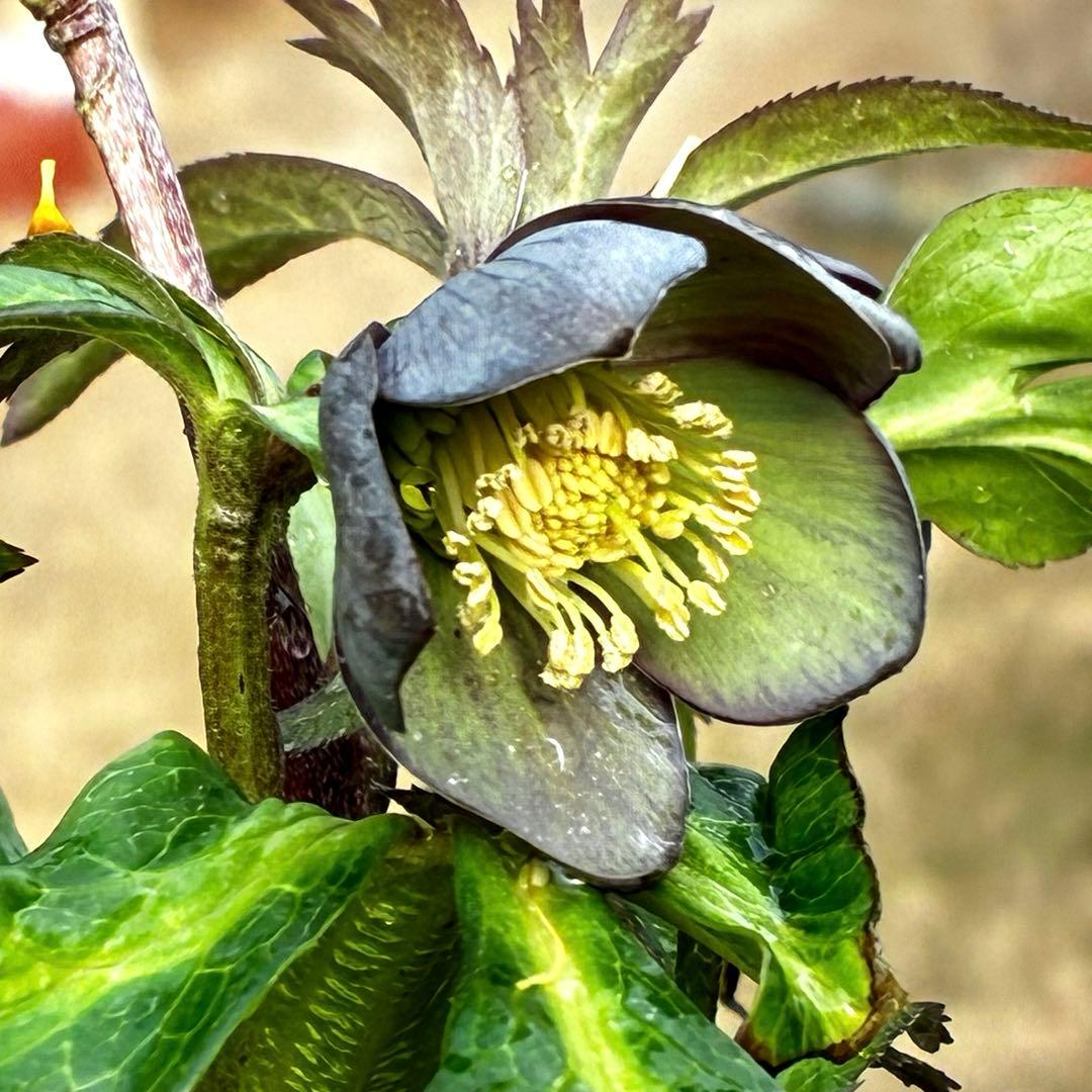ラ*ク様 3444☘️花、タグ付☘️⭐️クロアチカスHyb⭐️超小輪〜小輪⭐️コ