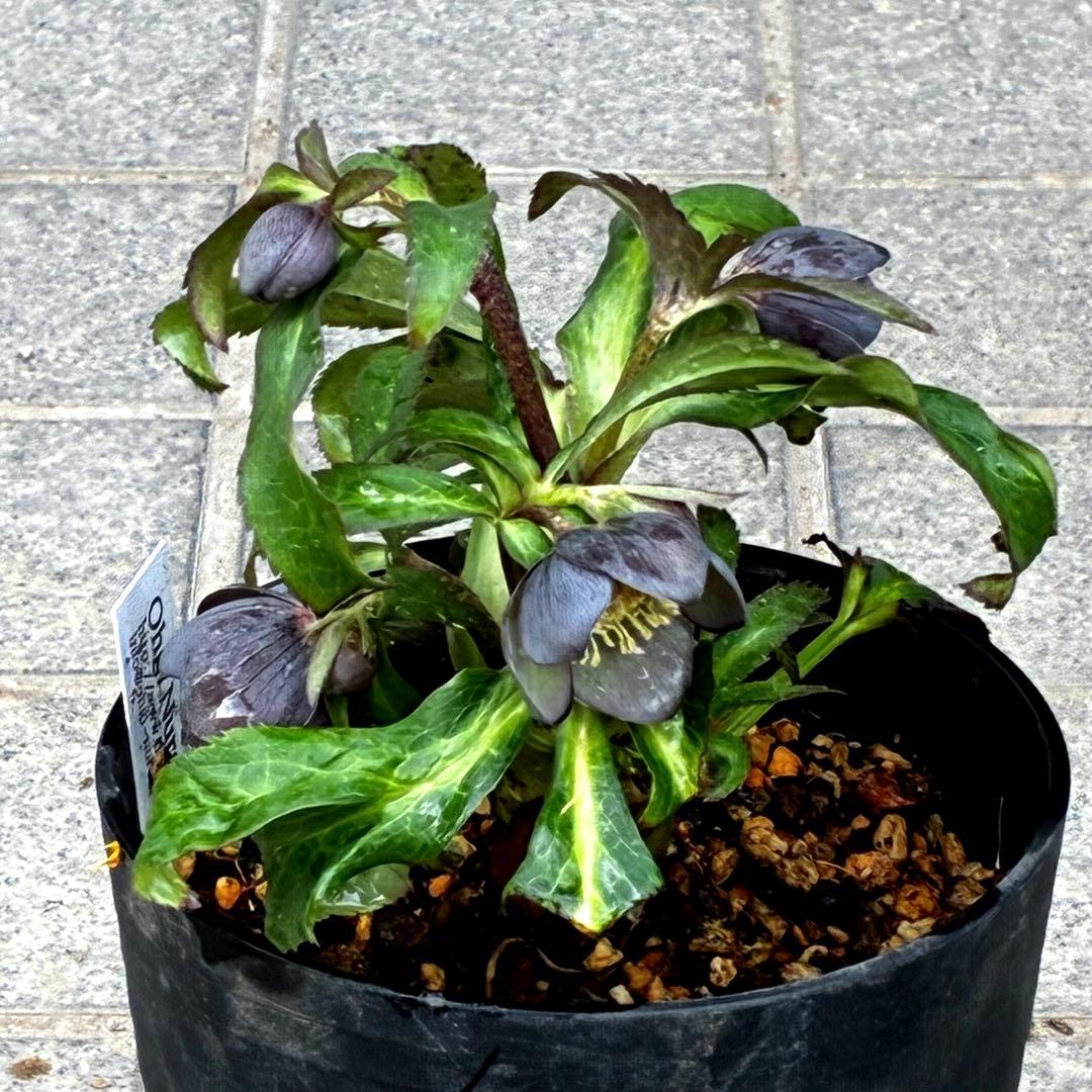 ラ*ク様 3444☘️花、タグ付☘️⭐️クロアチカスHyb⭐️超小輪〜小輪⭐️コ