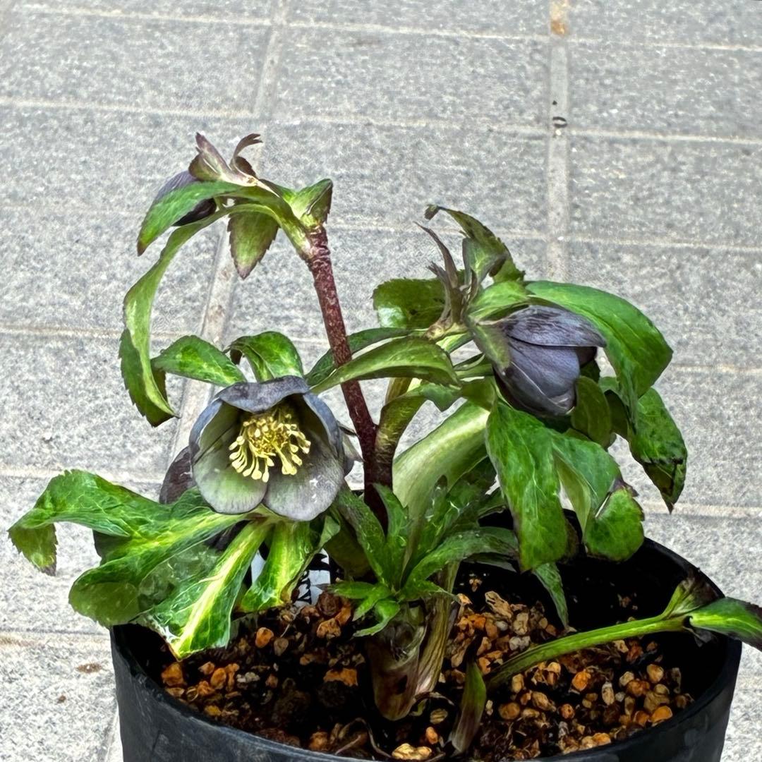 ラ*ク様 3444☘️花、タグ付☘️⭐️クロアチカスHyb⭐️超小輪〜小輪⭐️コ