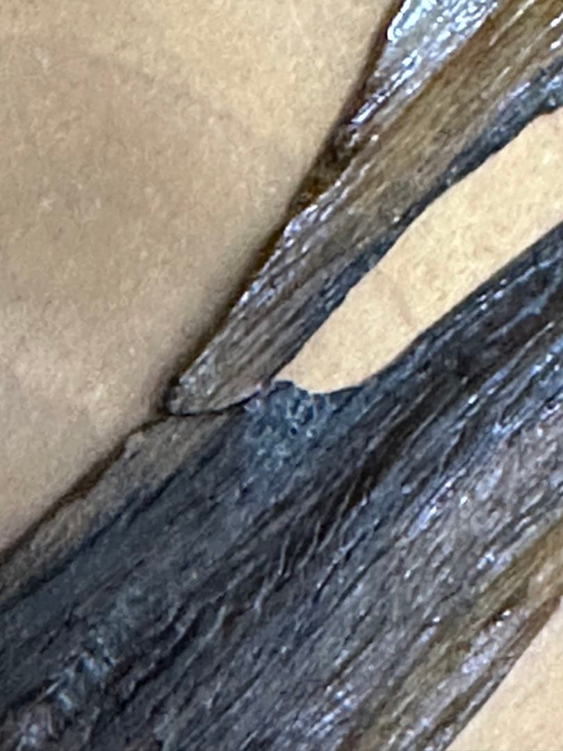 天然木 屋久杉(ヤクスギ やくすぎ)一枚板 屋久島(やくしま)97cm×40cm