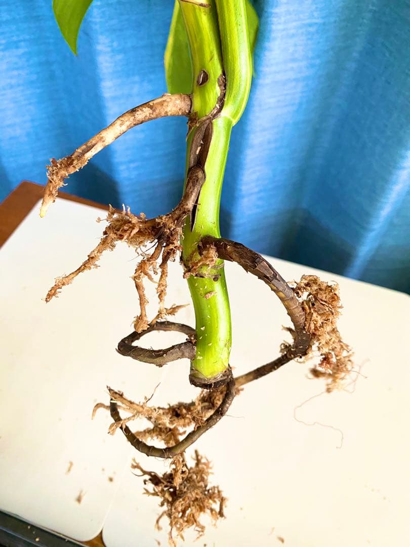 大株 極太茎4枚葉　モンステラセブブルーミント　イエローマリリン　鉢発送　班入り