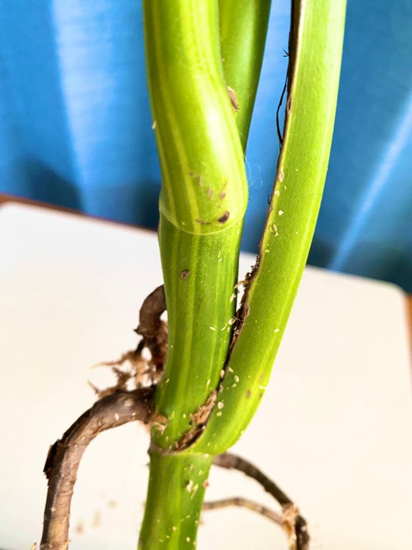 大株 極太茎4枚葉　モンステラセブブルーミント　イエローマリリン　鉢発送　班入り