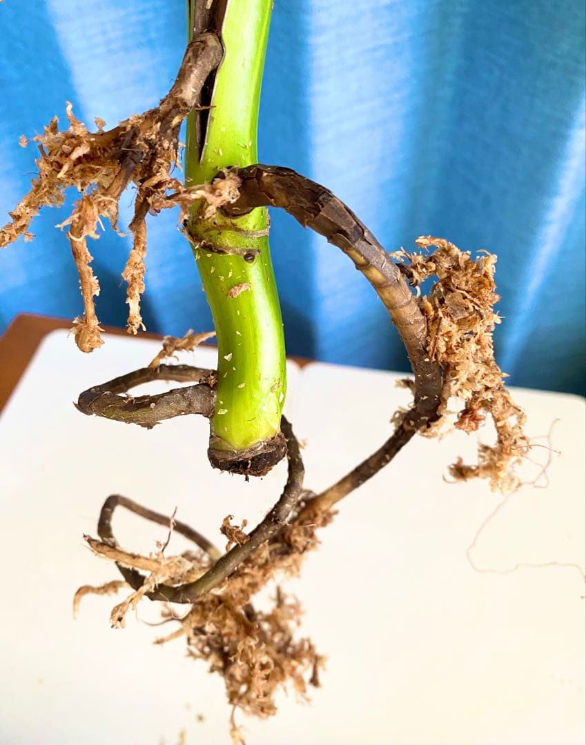 大株 極太茎4枚葉　モンステラセブブルーミント　イエローマリリン　鉢発送　班入り