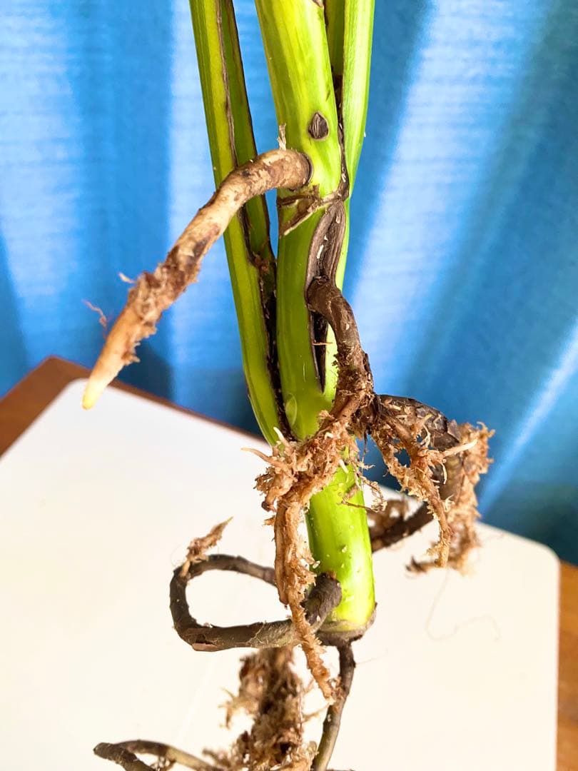 大株 極太茎4枚葉　モンステラセブブルーミント　イエローマリリン　鉢発送　班入り